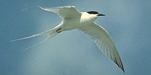 RoseateTern23.jpg