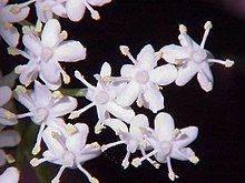 Fläder (Sambucus nigra)