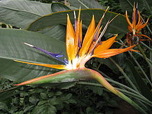 Papegojblomma (Strelitzia reginae)