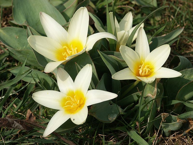 Fil:Tulipa kaufmanniana 270303.jpg
