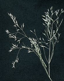 Agrostis mertensii.jpg