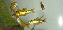 Gold Barb 700.jpg