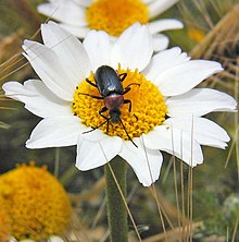 Heliotaurus ruficollis är en art i familjen svartbaggar.