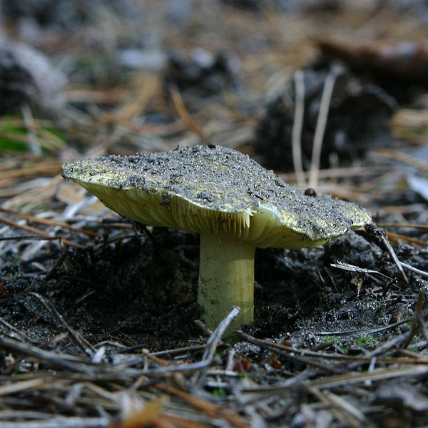 Fil:Tricholoma equestre.jpg