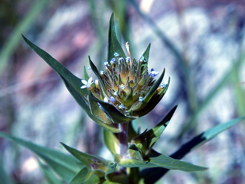 Limfrö (C. linearis)