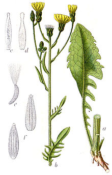 Crepis biennis Sturm54.jpg