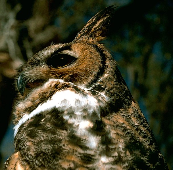 Fil:Great Horned Owl.USFWS.jpg