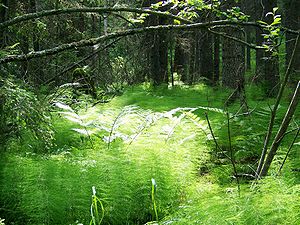 Horsetails at Skuleskogen National Park.jpg