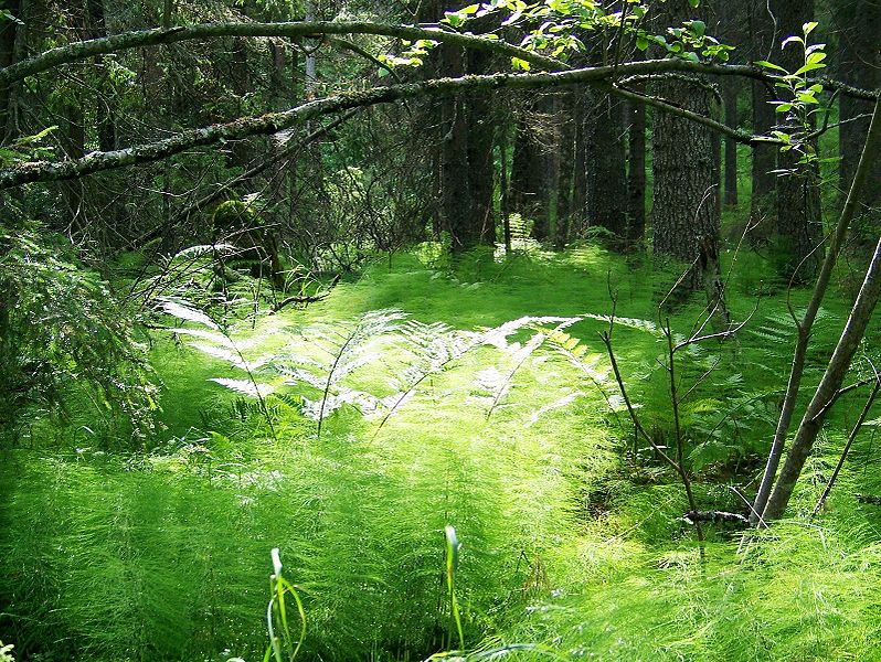 Fil:Horsetails at Skuleskogen National Park.jpg