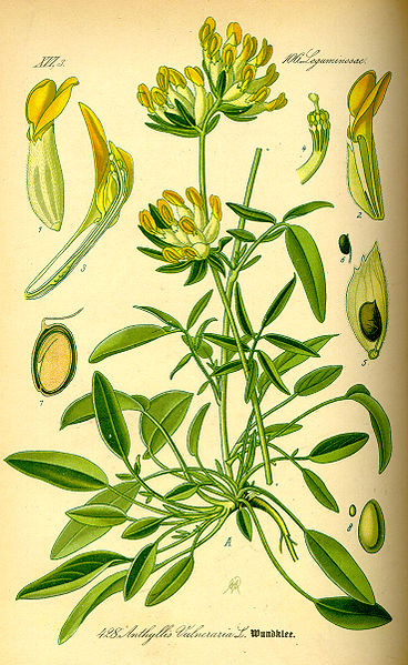 Fil:Illustration Anthyllis vulneraria0.jpg