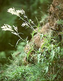 Alpslide (Aconogonon alpinum)