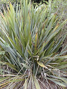Nyzeeländskt lin (P. tenax)