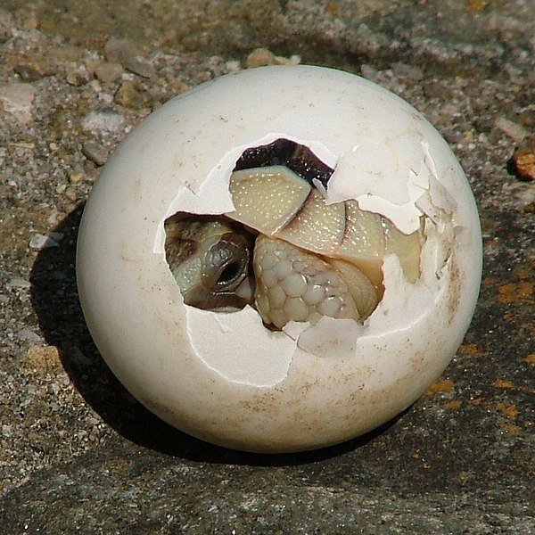 Fil:Tortoise-Hatchling.jpg