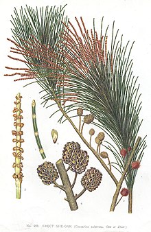 Allocasuarina littoralis (teckning)