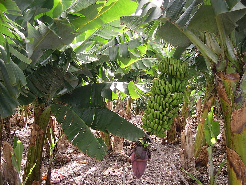 Fil:Banana plantation.jpg