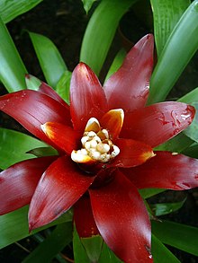 Bromeliaceae03.jpg