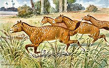 Denna teckning visar en antaglig bild av Mesohippus-hästar.