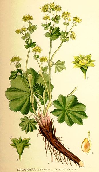 Fil:Nordens flora Alchemilla vulgaris.jpg