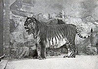 En kaspisk tiger i fångenskap, Berlin Zoo 1899