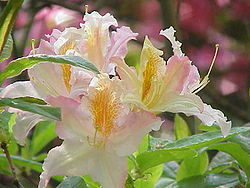 Guldazalea (R. luteum)