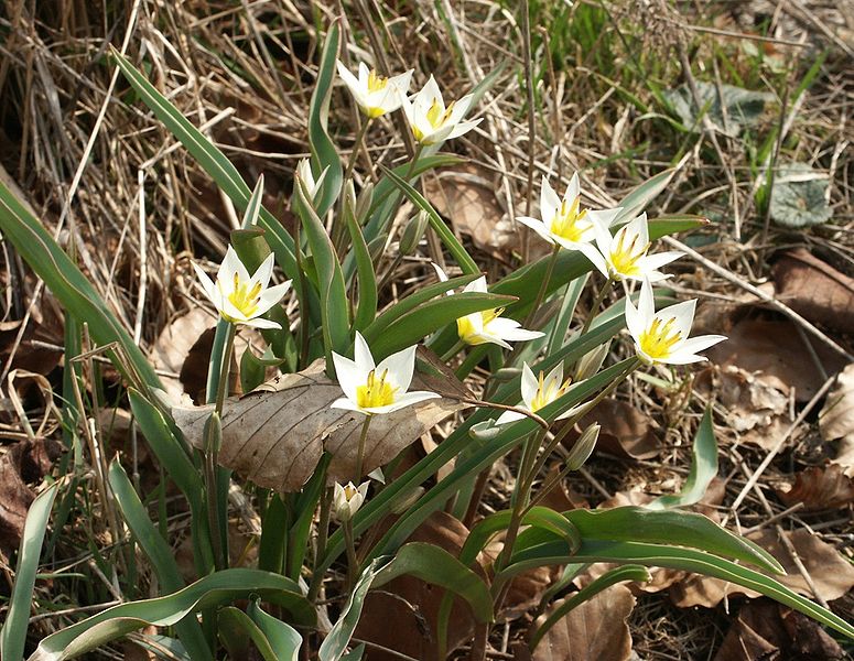 Fil:Tulipa turkestanica.jpg