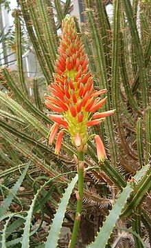 Aloe arborescens BotGardBln271207E.jpg