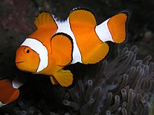 Amphiprion ocellaris (Clown anemonefish) Nemo.jpg