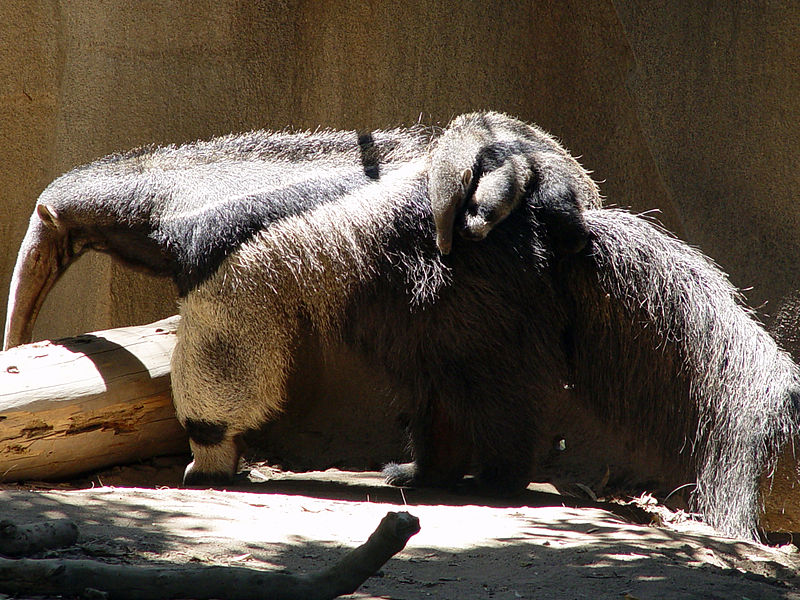 Fil:Giant Anteater with child.jpg
