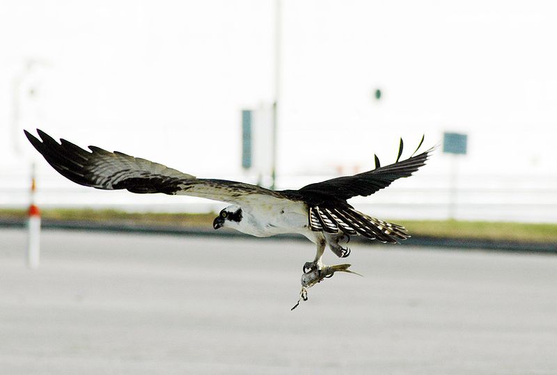 Fil:Osprey in low-altitude flight.jpg