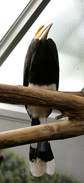 Fil:Rhinoceros Hornbill.jpg