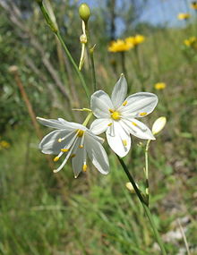 Liten sandlilja (A. ramosum)