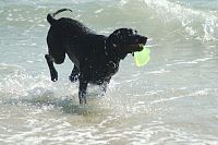 Black Labrador Retriever retrieving.jpg