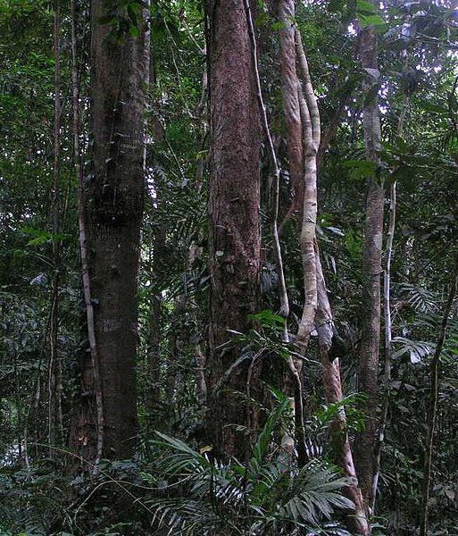 Fil:Daintree Rainforest.JPG