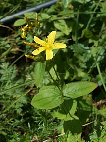 Hypericum montanum07.jpg