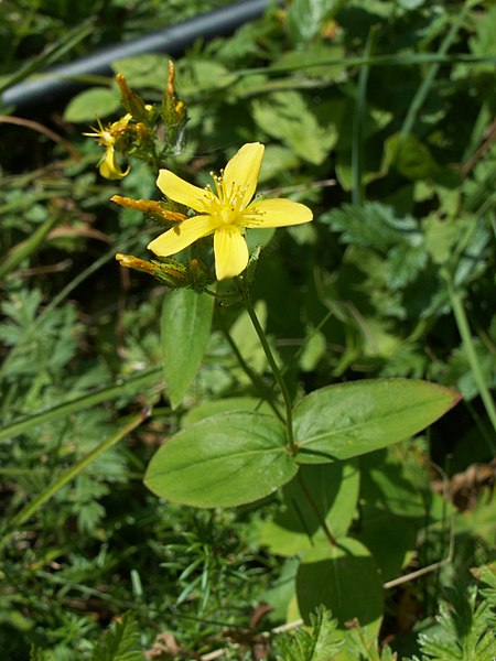 Fil:Hypericum montanum07.jpg