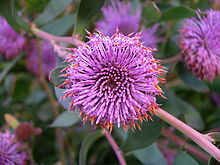 Isopogon cuneatus