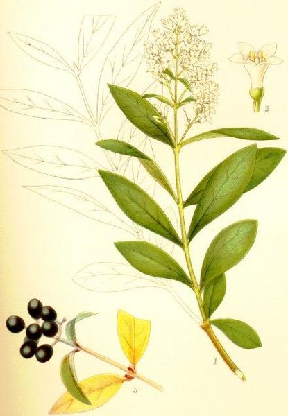 Fil:Ligustrum vulgare liguster.jpg