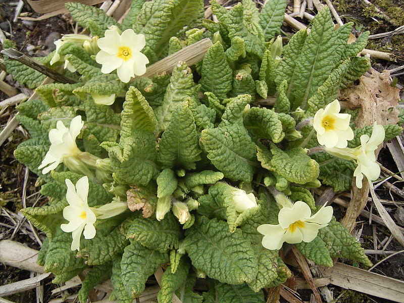 Fil:Primula-vulgaris-plant1.jpg