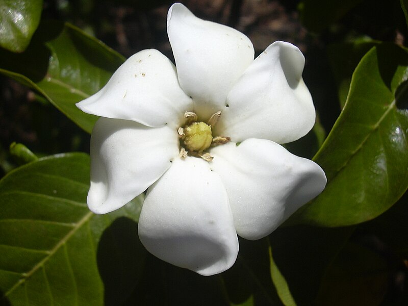 Fil:Starr 030523-0050 Gardenia brighamii.jpg