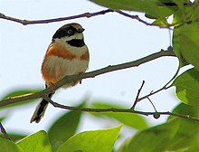 Black-throated Tit.jpg