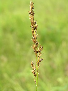 Carex appropinquata3.JPG