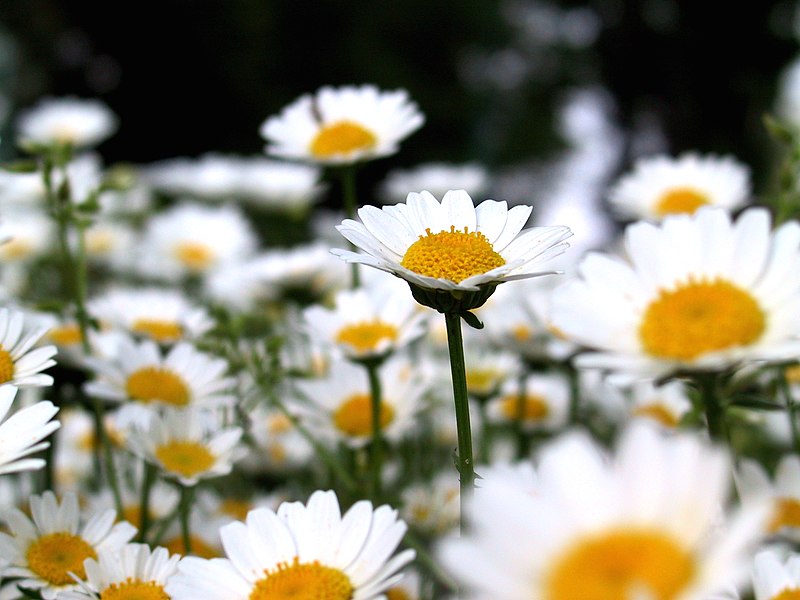 Fil:Chrysanthemum paludosum.jpg