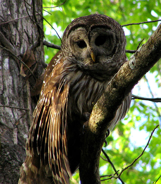 Fil:Hontoon Dead - Barred Owl.jpg