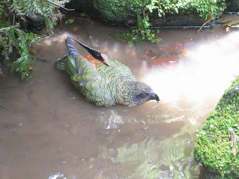 Fil:Kea bathing.jpg