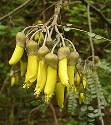 Kowhai (S. tetraptera)