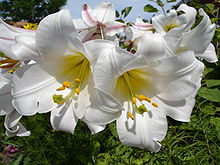 Kungslilja (Lilium regale)