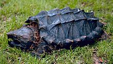 Alligatorsnappsköldpadda (Macrochelys temminckii)