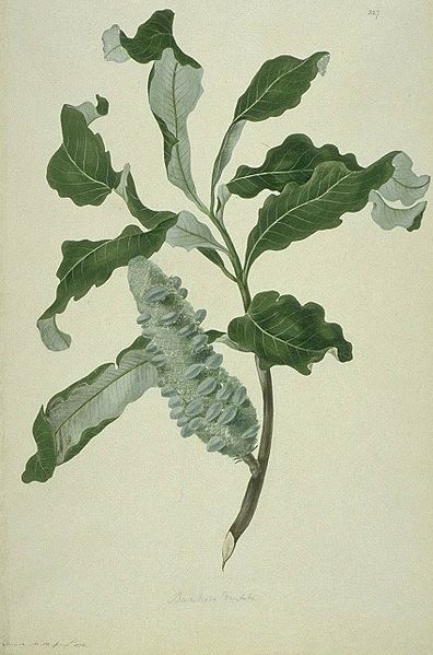 Fil:Banksia dentata watercolour from Bank's Florilegium.jpg