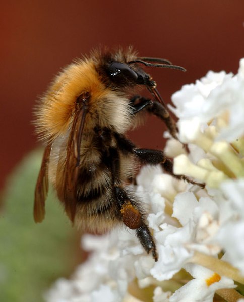 Fil:Bumblebee closeup.jpg