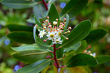 Pepparbarksträd (Drimys winteri)